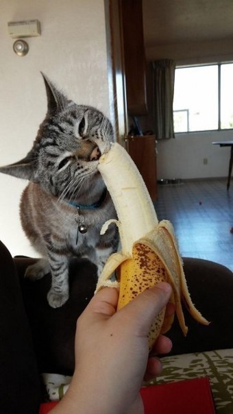 Коты и Кошки
