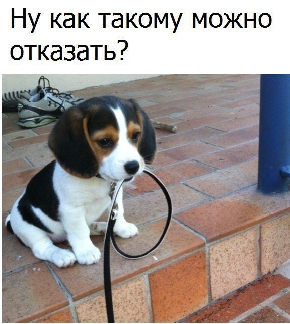 Весёлые картинки