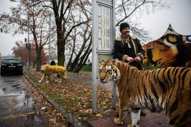 Подборка забавных животных