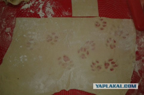 24 кота, которые подняли дерзость на новый уровень