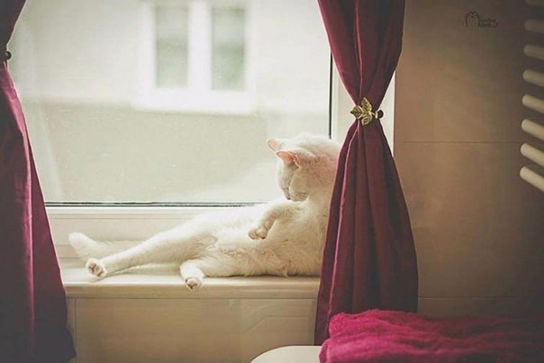 Коты и Кошки