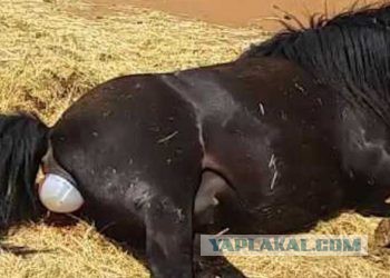 Минобрнауки просят запретить показывать на российском ТВ дублированные фильмы 