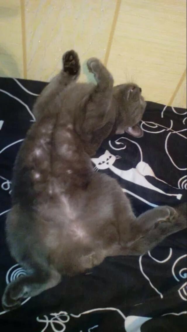 Котовторник ждали? А вот и он!