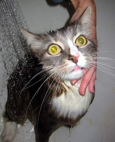 Котовторник на ЯПлакалъ
