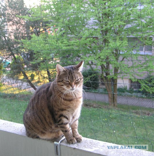 Котовторник!