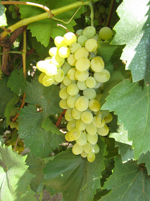 Я лучше куплю, говорят они