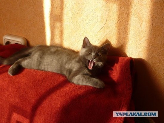 Кошка-мама