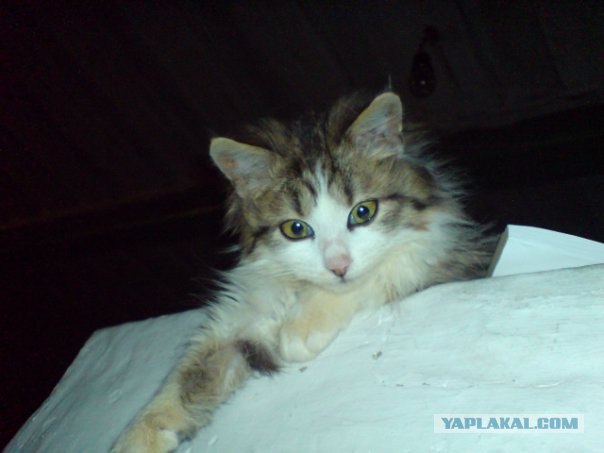 Котовторник с Кузей