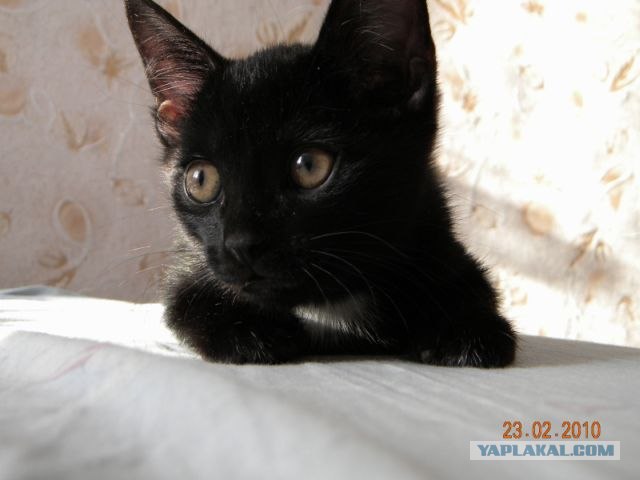 Котовторник в "КотоГетто"