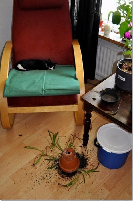 Котовторник!