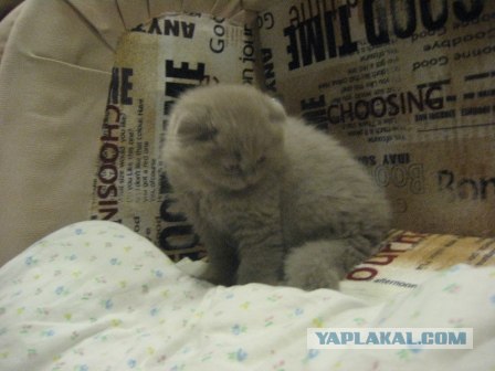 Котовторник (07.02.2012)