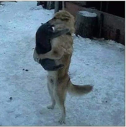Живность из сети