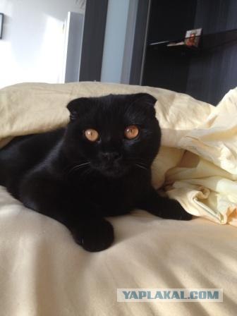 Котовторник 29.05.2012