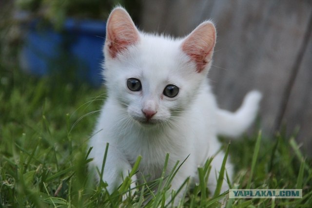 Котовторник 31.07.2012 г.