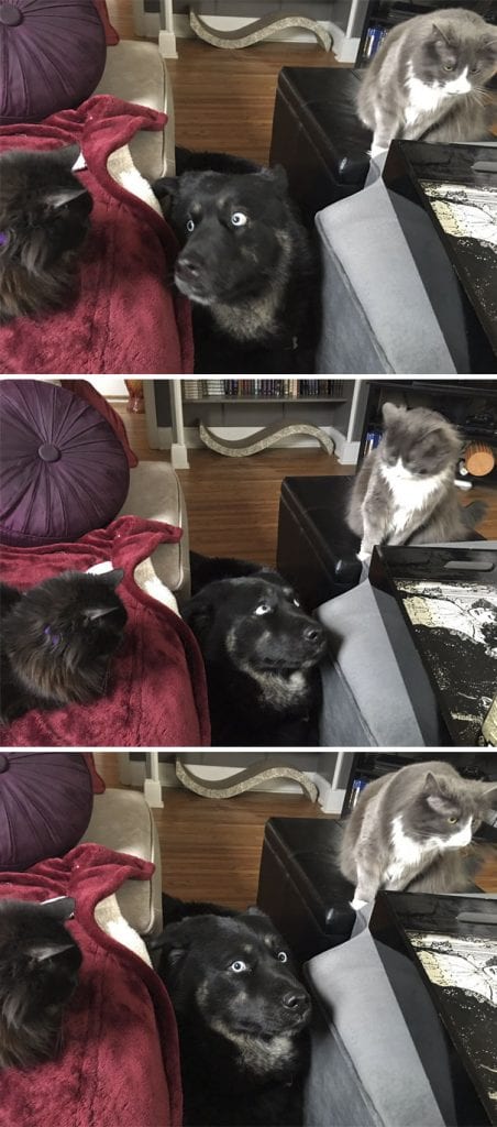 Уже не котовторник, но еще и не собакочетверг