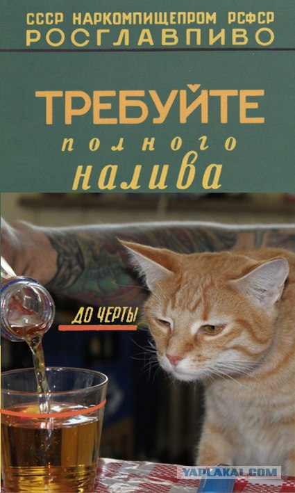 Кот-глазомер