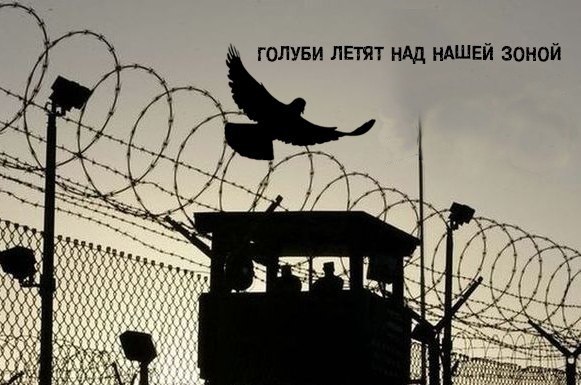 Жители Омска, Барнаула и Иркутска вышли "покормить голубей"