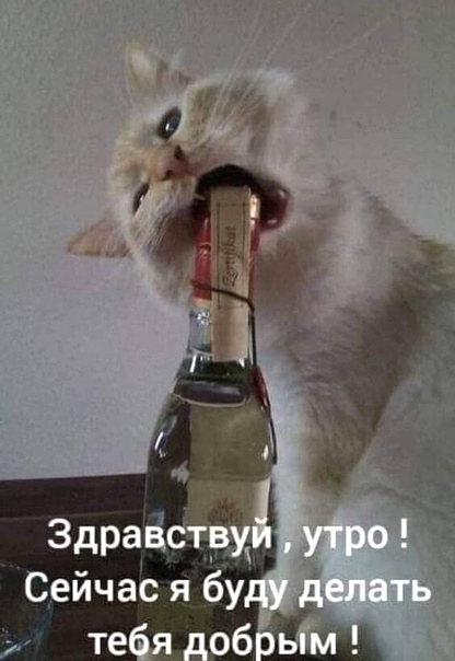 Котэ, совэ и все-все-все