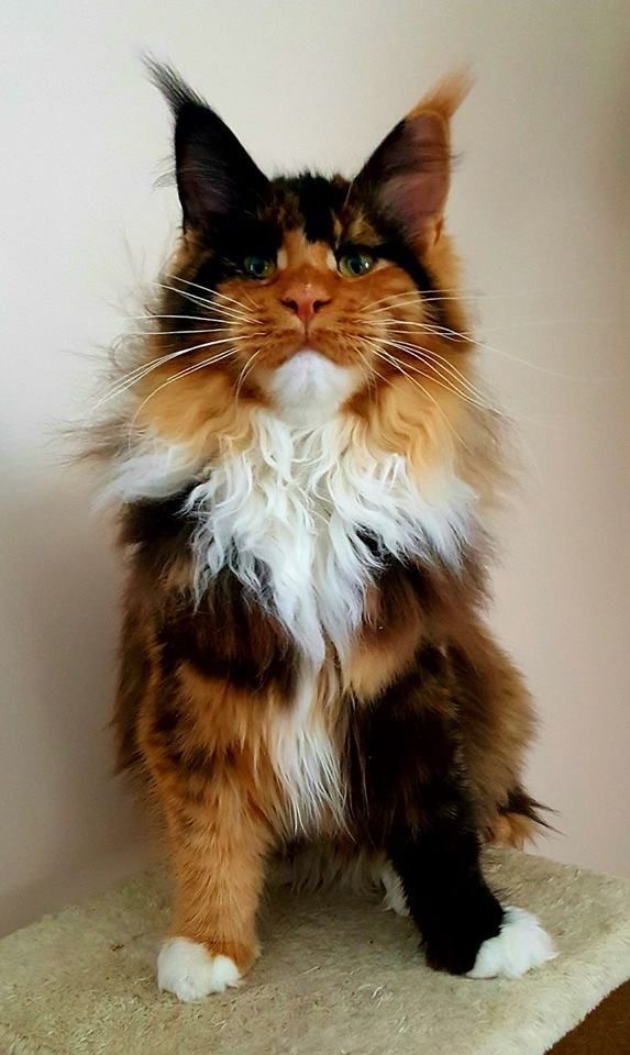 Котовторник! Успел!)