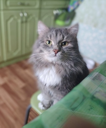Кот...