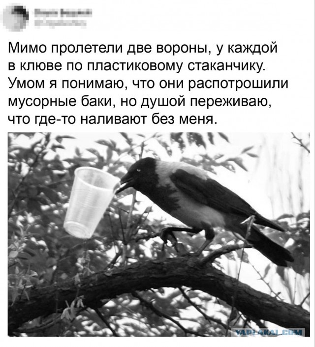 Картинки для деградации постновогодние (как салаты - разной степени свежести)