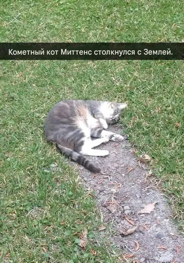 К котовторнику: подборка картинок-баянов с котиками и про котиков. Выпуск 43.