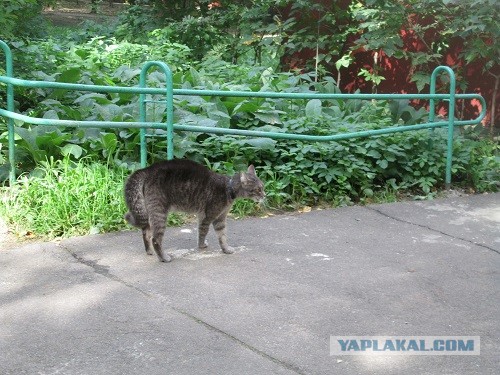 Котовторник   27.08.2013