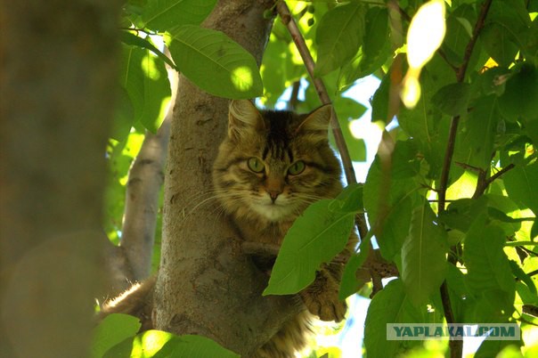 Котовторник 22.07.14