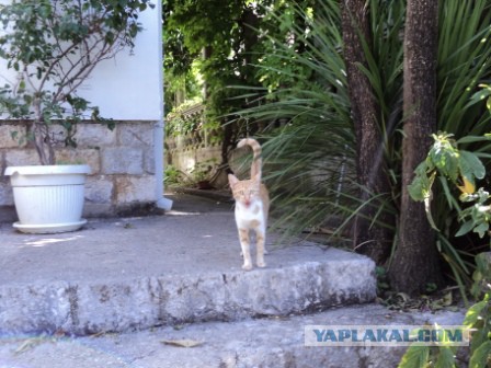 Котовторник 16.09.14