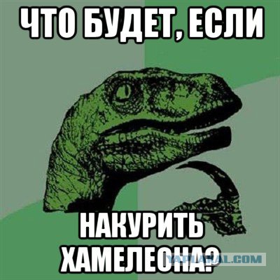 Мои рептилии и арахниды