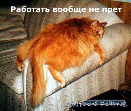25 кошек, которые спят где угодно