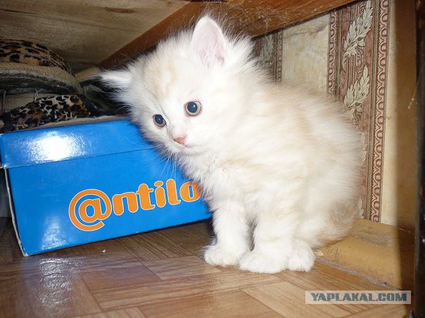 Котовторник