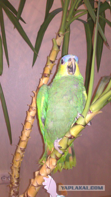 Мои Неразлучники