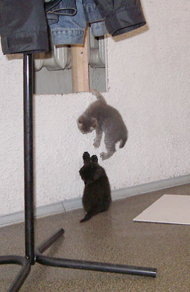 Коты, кошки, котята
