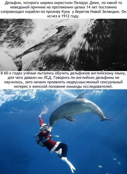 Божьи твари