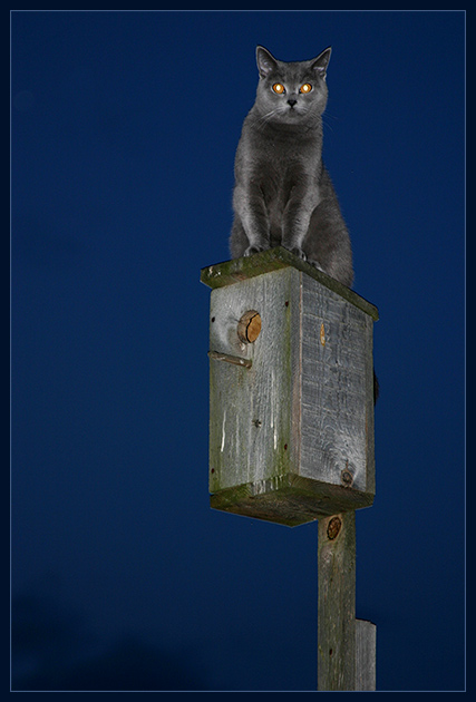 КошкоЛето!
