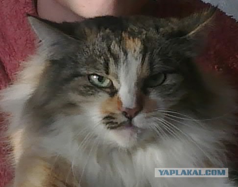 Ваши фотки котов на телефон