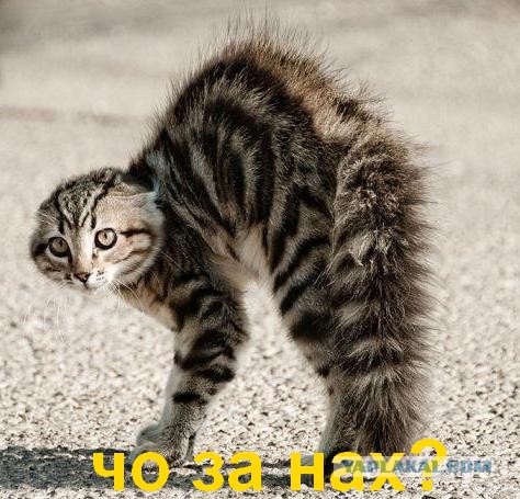 Синтольный уродец Вадир