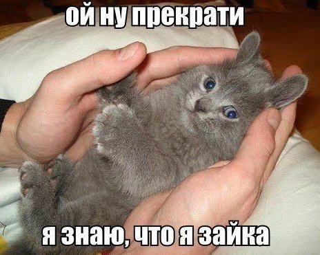 Прикольные животные