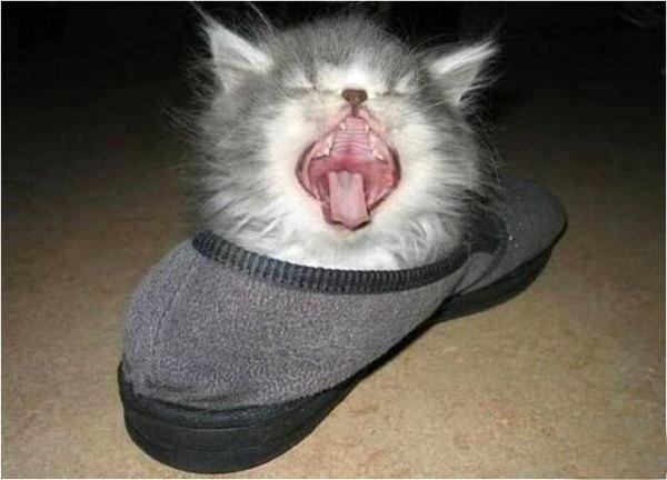 Самые смешные животные