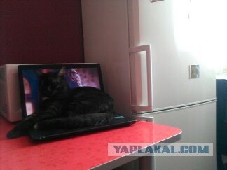 Котовторник 13.12.2016