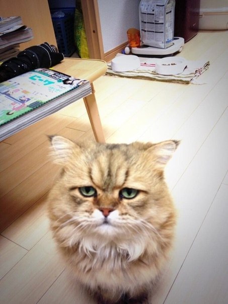 Коты из сети