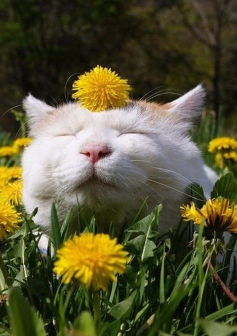 Коты и Кошки