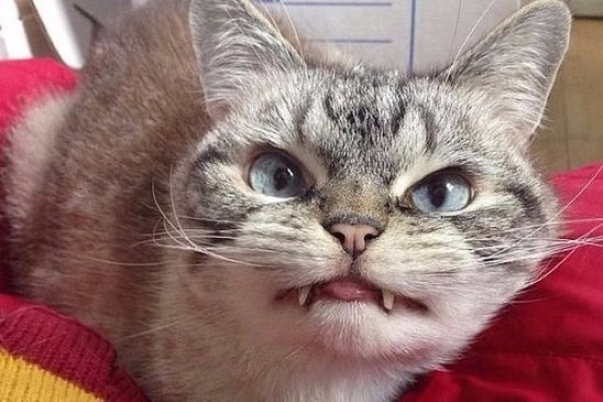 Коты и Кошки