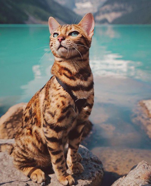 Коты и Кошки