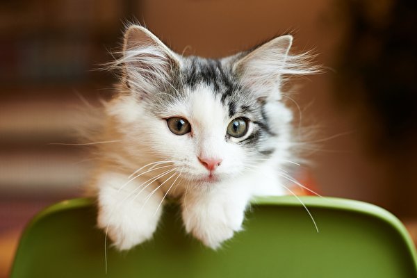 Кошачья морда