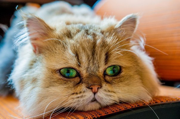 Коты и Кошки