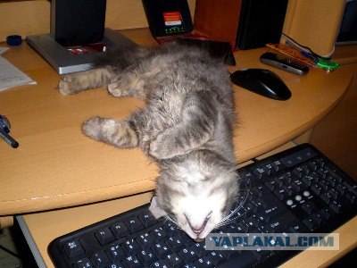 Тест на трезвость