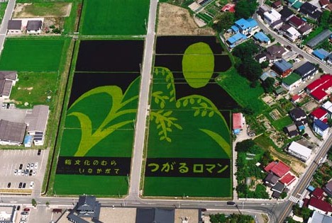 Pimp My Rice Paddy (7 фото)
