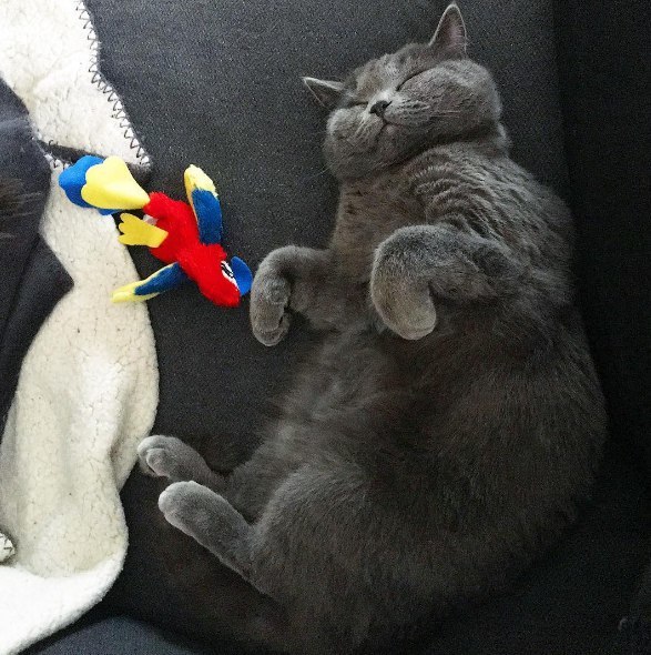 Кот без прикрас